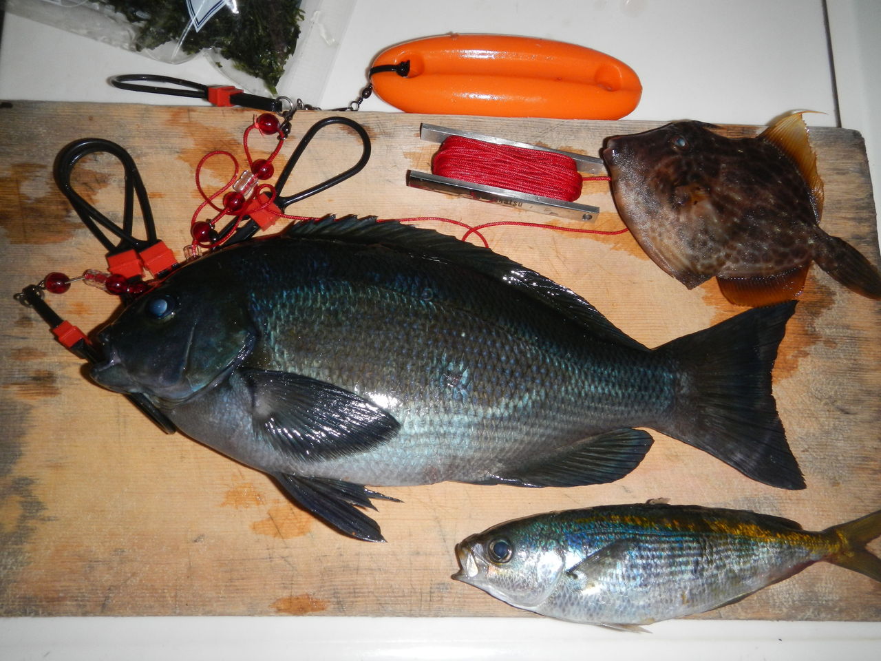 初島サイズ メジナ30ｃｍオーバー 子連れメジナ師