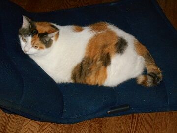 7月19日（45）仮