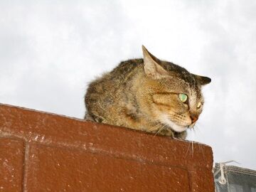 5月28日（49）仮