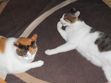 7月29日（22）仮