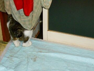 12月2日（51）仮