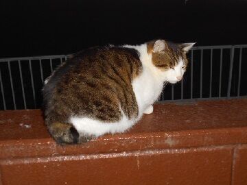 12月31日（36）仮