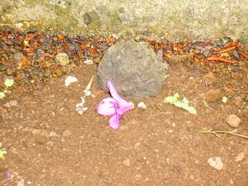 5月10日（46）仮