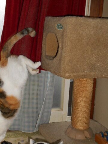 10月2日（15-10）仮