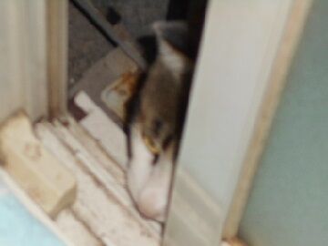 7月21日（17）仮