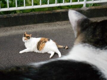 7月31日（73）仮