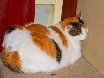 5月20日（46）仮