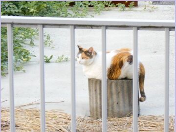 6月25日（25）仮