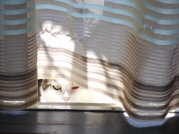 6月29日（50）仮