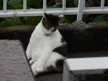 10月2日（16-2）仮