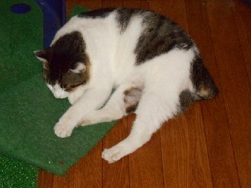 10月4日（34）仮