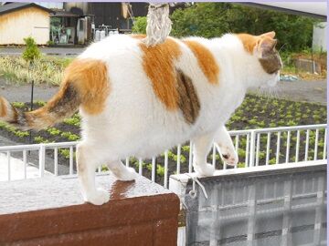 6月15日（19）仮