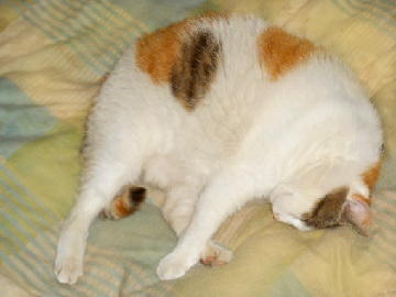 6月22日（13）仮