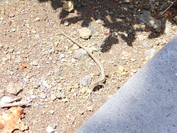 5月10日（35）仮