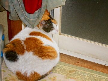 5月10日（32）仮