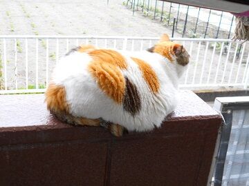 5月18日（75）仮