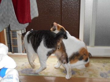 10月2日（15-12）仮