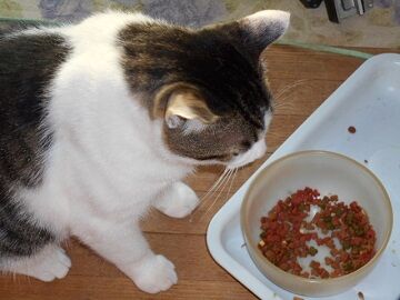 8月24日（22）仮