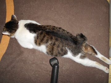 8月30日（50）仮