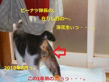 8月23日（17）使用