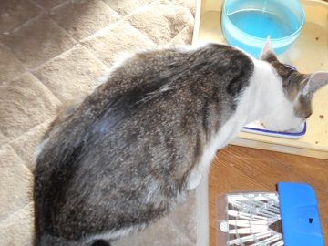 6月17日(1)仮