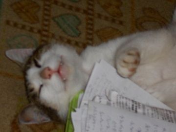 7月11日(22)仮
