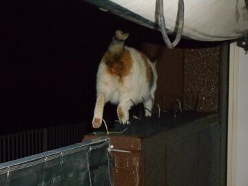 7月30日（57）仮