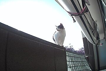 11月10日（78）仮