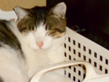 12月17日（17）仮