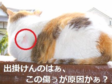 6月16日(5)仮
