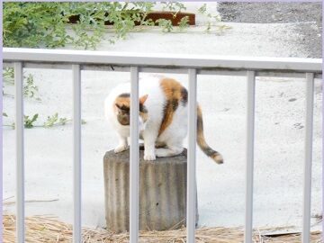 6月25日（26）仮