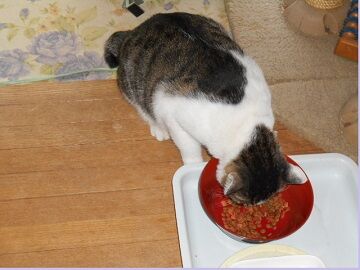 9月13日（41）仮