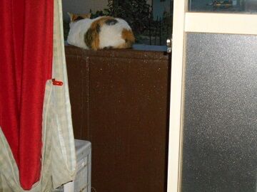 6月27日（23）仮