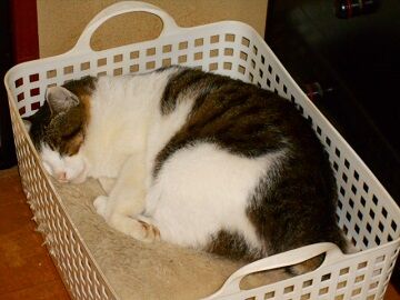 12月12日（39）仮