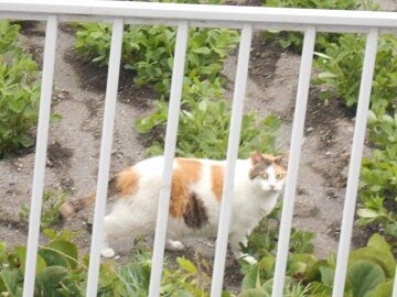 6月29日（95）仮