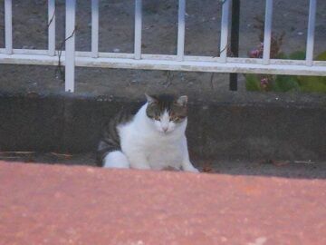 4月26日（15）仮