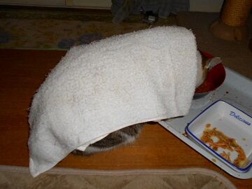 4月12日（33）仮