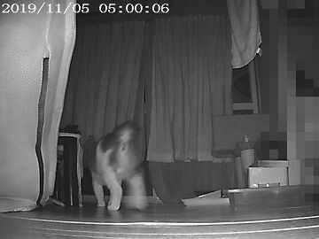 11月5日（25）仮