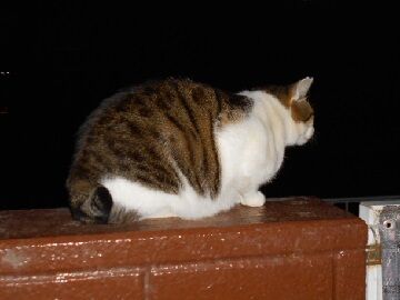 12月12日（32）仮