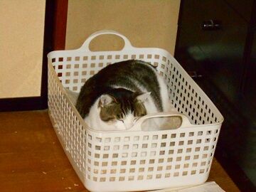 12月13日（19）仮