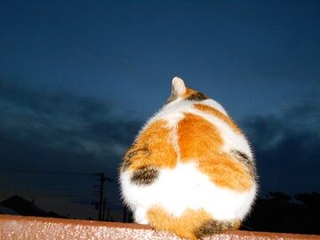 11月25日（10）仮