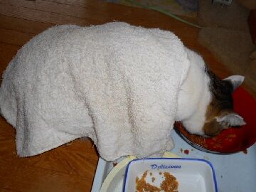 12月2日（30）仮