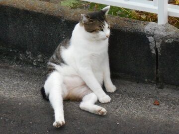 10月2日（35）仮