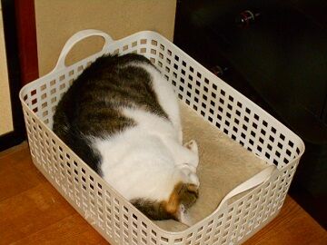 5月18日（104）仮