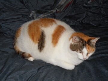 6月30日（12）仮