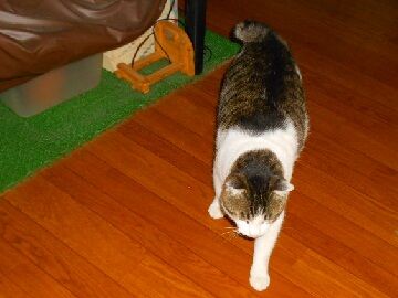 1月22日（73）仮