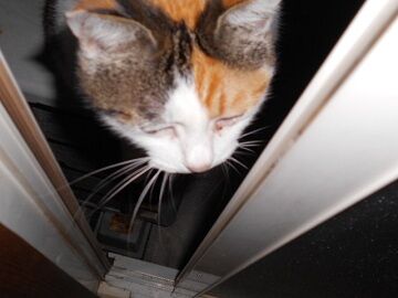 10月12日（5-1）仮