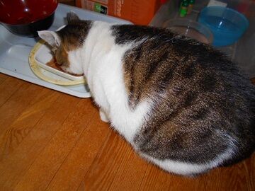 11月10日（7）仮