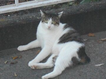 10月4日（65）仮