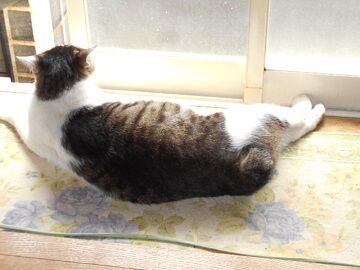 6月23日（19）仮